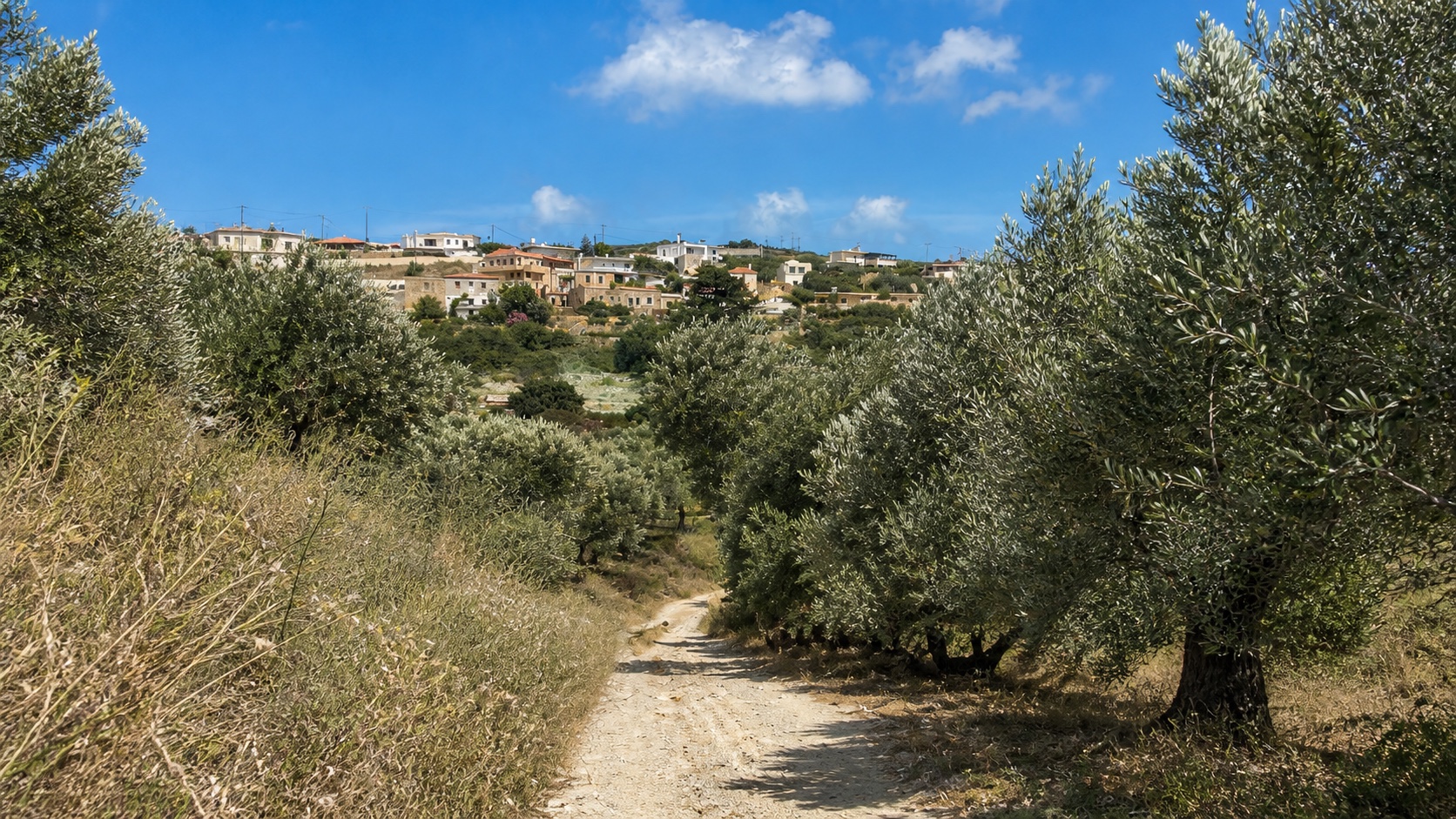 A dusty track descends through old olive trees toward a modest hillside settlement.